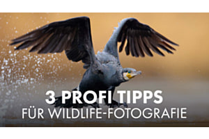 Tipps zur Tierfotografie von Fabian Fopp