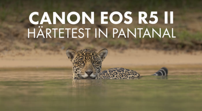 EOS R5 II: Härtetest im Lande des Jaguar