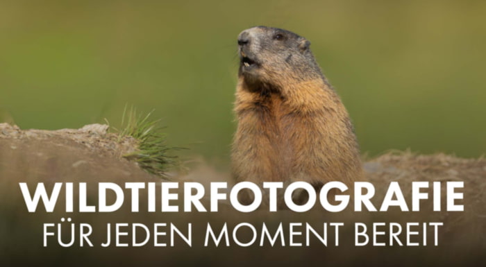 Eine top Canon Tele Combo für Wildtierfotografie – Eindrücke von Maurin Schön