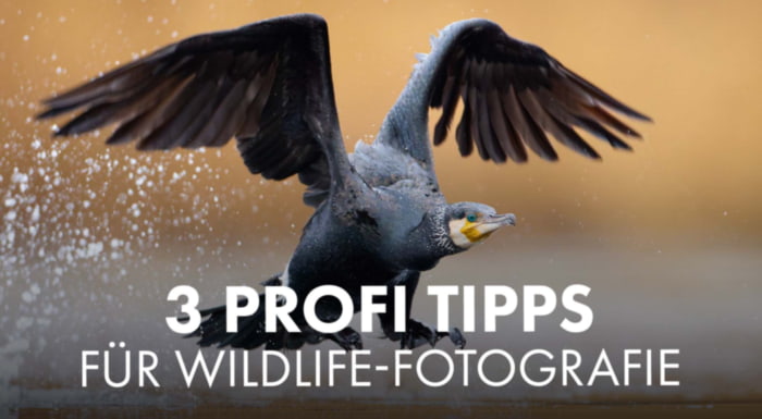 Tipps für Tierfotografie von Fabian Fopp