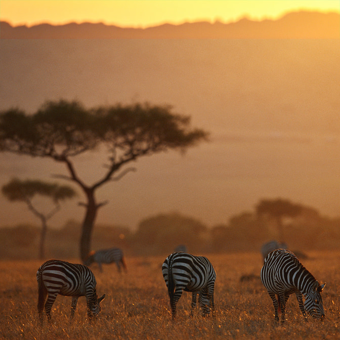 Fotoreise in die Serengeti | Die Big 5 in atemberaubender Natur