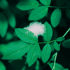 Blumen_-_Pflanzen-7_1.jpg
