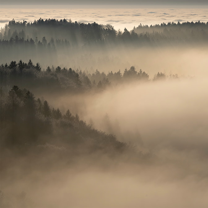 Wald_Frienisberg-27.jpg