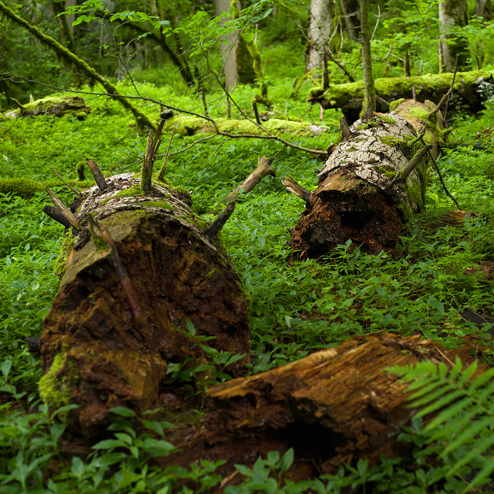 Wald_Totholz_1.jpg