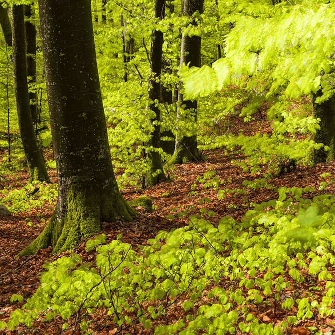 Wald_Frühling_Mehrfachbelichtung_2_1.jpg