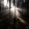 Wald_Sonne_scheint_durch_7.jpg