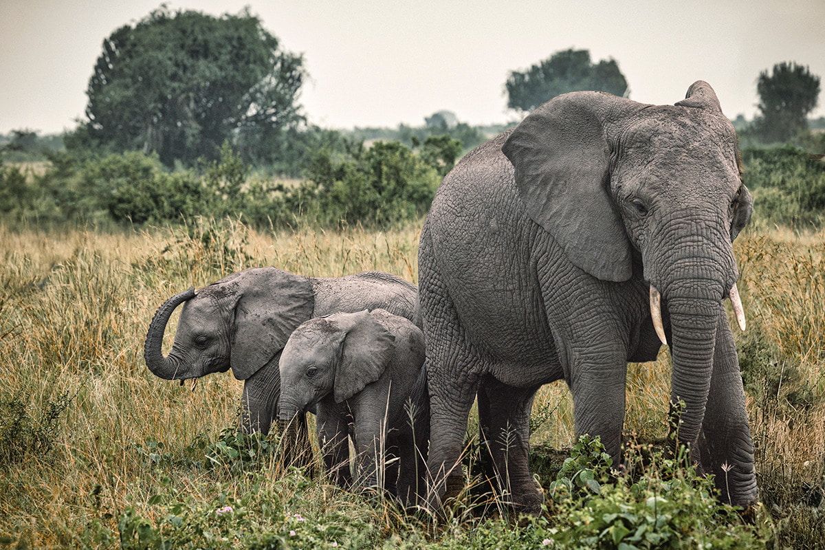 Fotoreise Uganda | zu Besuch bei den Berggorillas - AUSGEBUCHT!