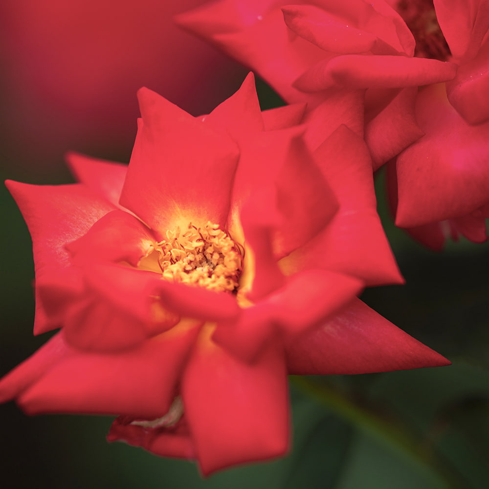 Blumen_-_Pflanzen-14_1.jpg