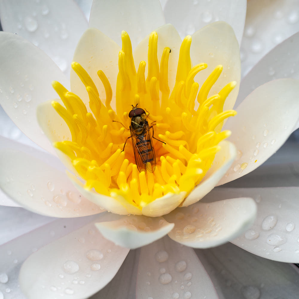 Schwebfliege_Seerose_7.jpg