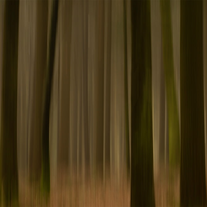 Wald_Frienisberg-22.jpg
