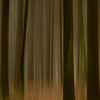 Wald_Frienisberg-22.jpg