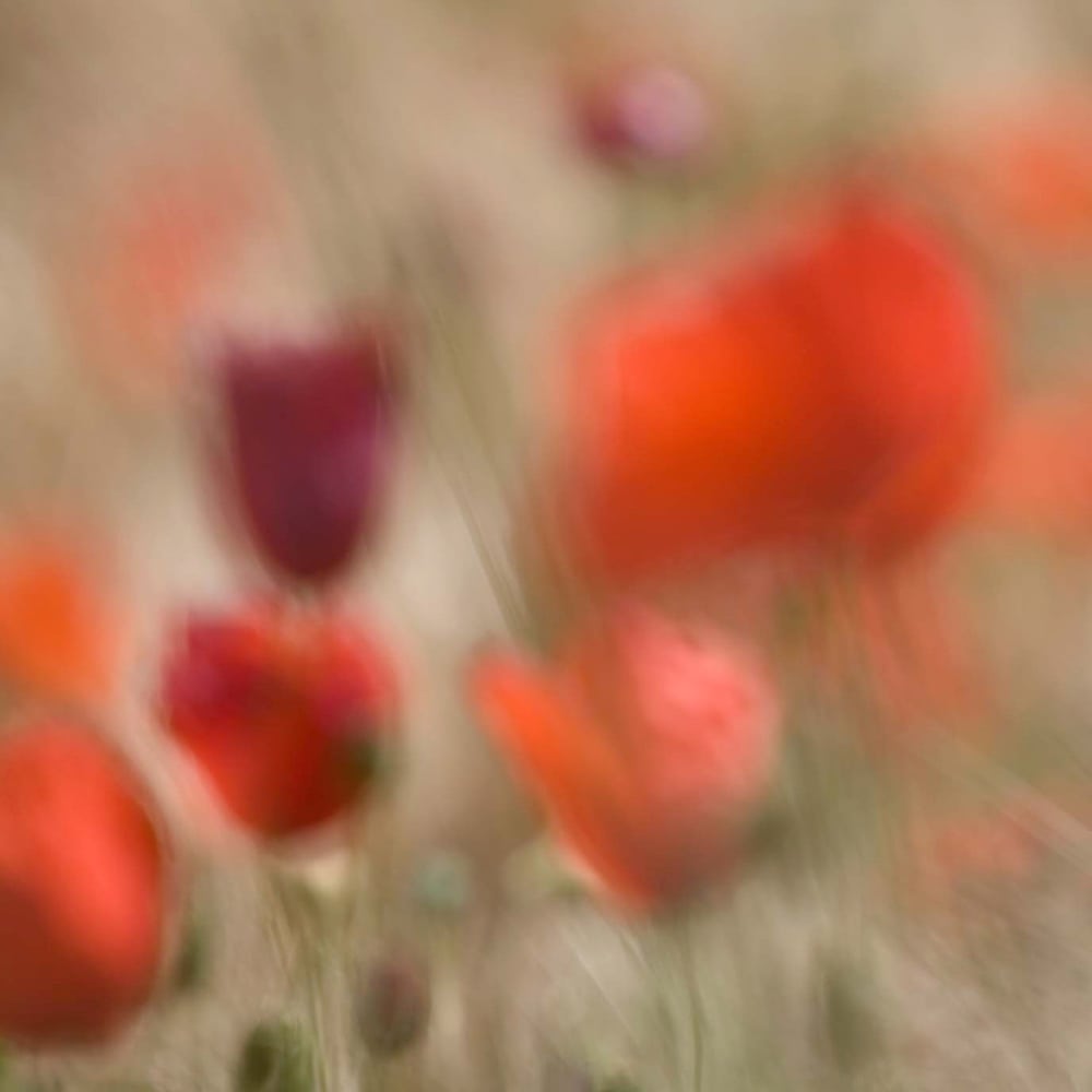 mohn_unscharf__5.jpg