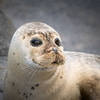 Tierfotografie | Tageskurs