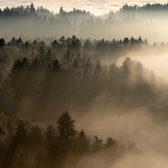 Wald_gegenlicht_von_oben_5.jpg