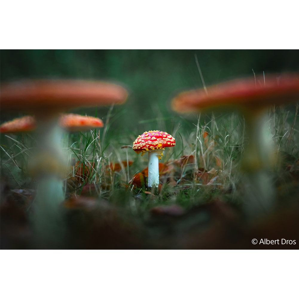 Sony28-70mmF2GM_06.jpg