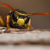 Focusstack_Wespenkopf_9.jpg