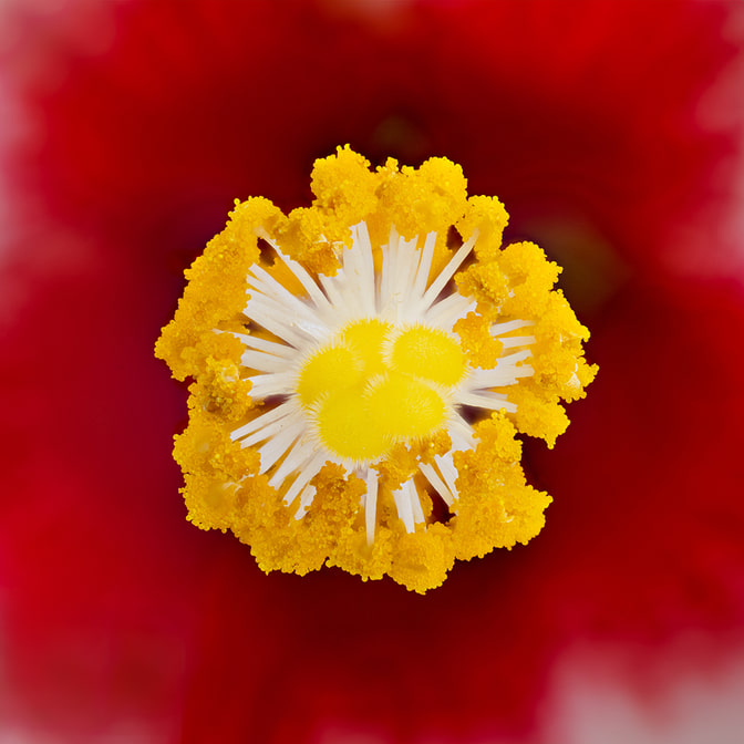 20210609-Hibiscus_1.jpg