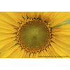 SEL1635GM2-5.jpg