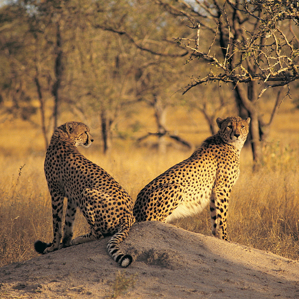 Fotoreise in die Serengeti | Die Big 5 in atemberaubender Natur
