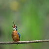 eisvogel_sitzend_singend_1000x1000_1_1.jpg