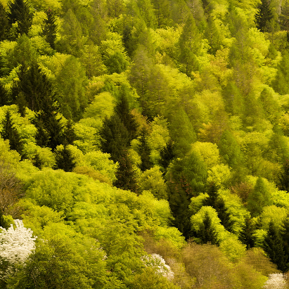 Wald_Frühling_mehrfachbelichtung_1.jpg