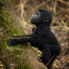 Fotoreise Uganda | zu Besuch bei den Berggorillas