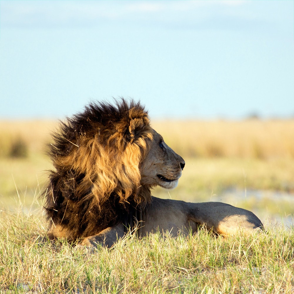 Fotoreise in die Serengeti | Die Big 5 in atemberaubender Natur