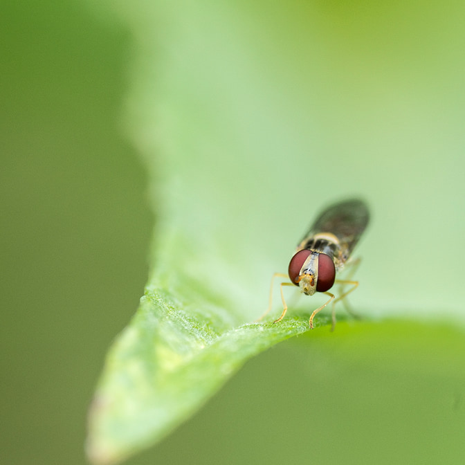 fliege_auf_blatt_5.jpg