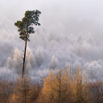 Wald_Frienisberg-21_1.jpg