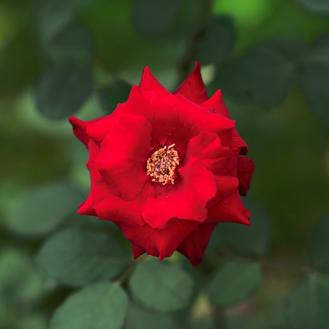 Blumen_-_Pflanzen-11_3.jpg