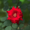 Blumen_-_Pflanzen-11_3.jpg