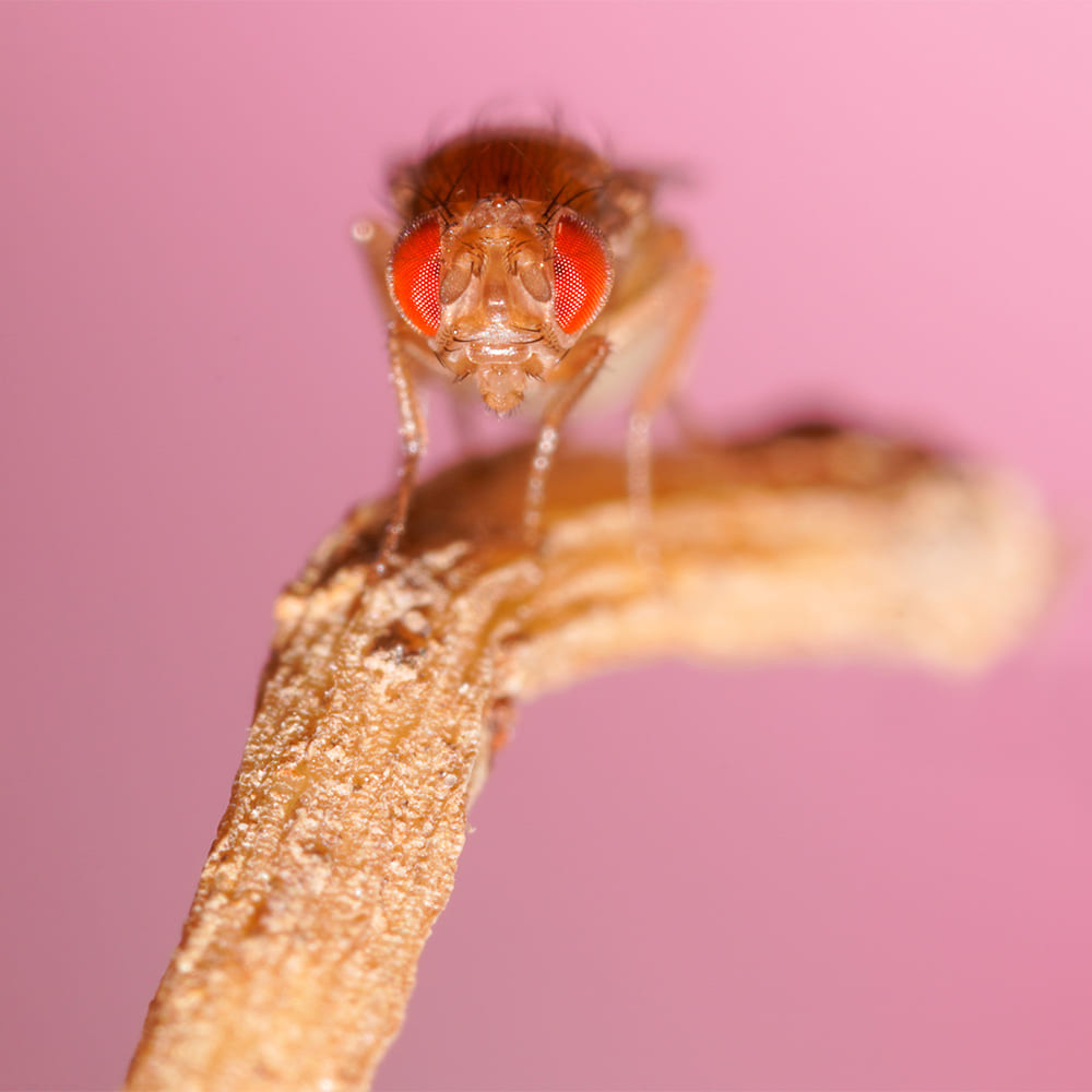 Drosophile_1.jpg