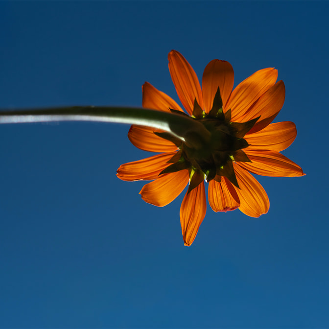 Blumen_-_Pflanzen-20_1.jpg