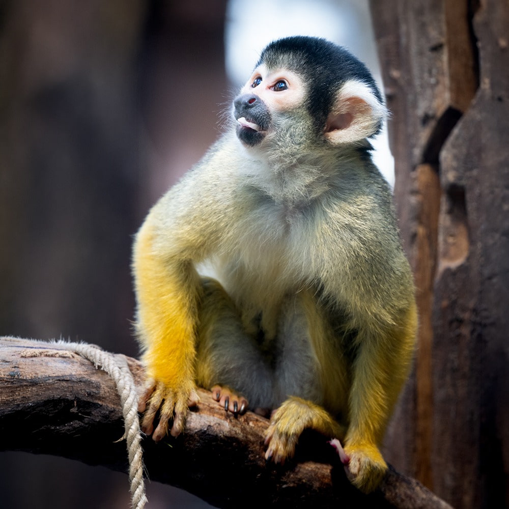 Tierfotografie | Tageskurs