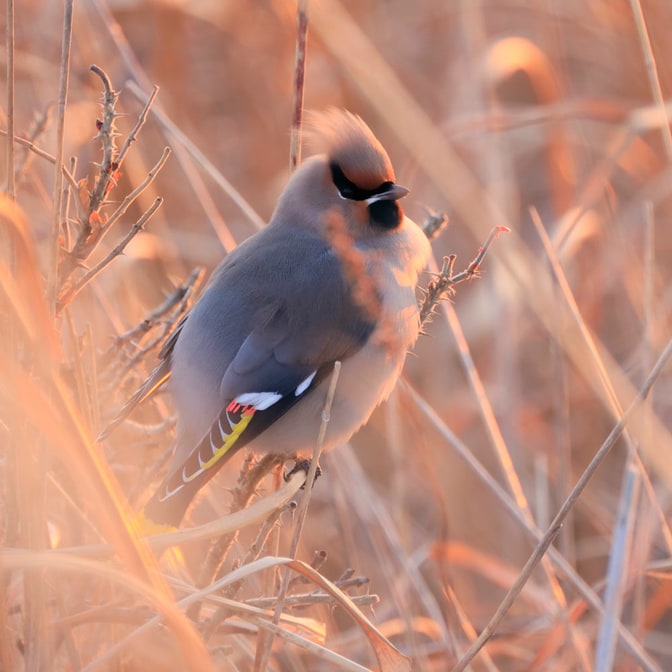 Canon_RF_800mm_09.jpg