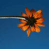 Blumen_-_Pflanzen-20_1.jpg