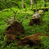 Wald_Totholz_1.jpg