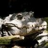 Tierfotografie | Tageskurs