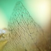 Canon_RF_85mm_Macro_F2_08.jpg