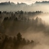 Wald_gegenlicht_von_oben_5.jpg
