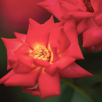 Blumen_-_Pflanzen-14_3.jpg