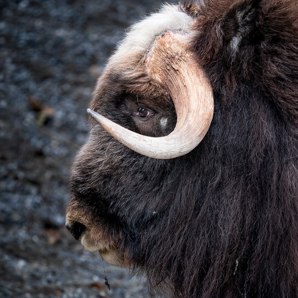 Tierfotografie | Tageskurs