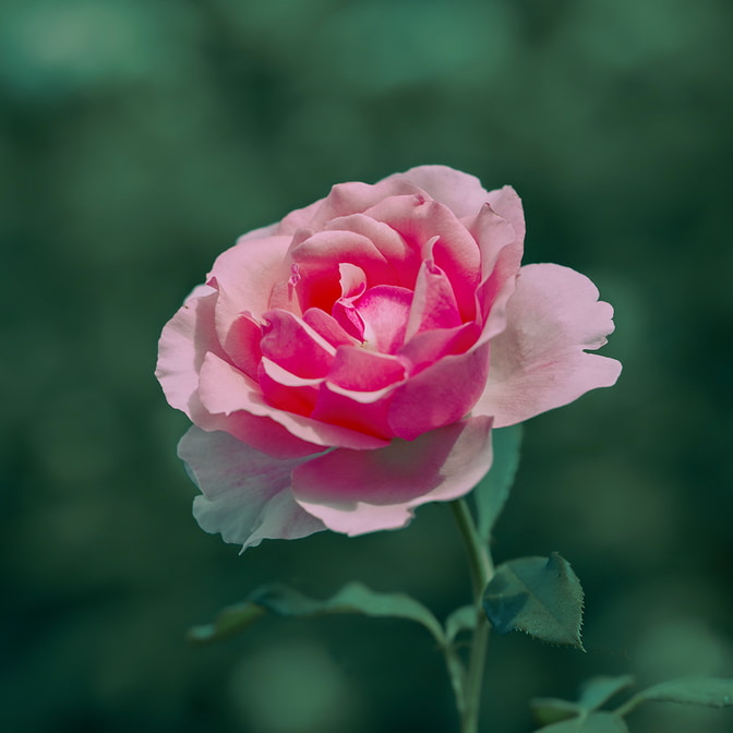 Blumen_-_Pflanzen-16_3.jpg