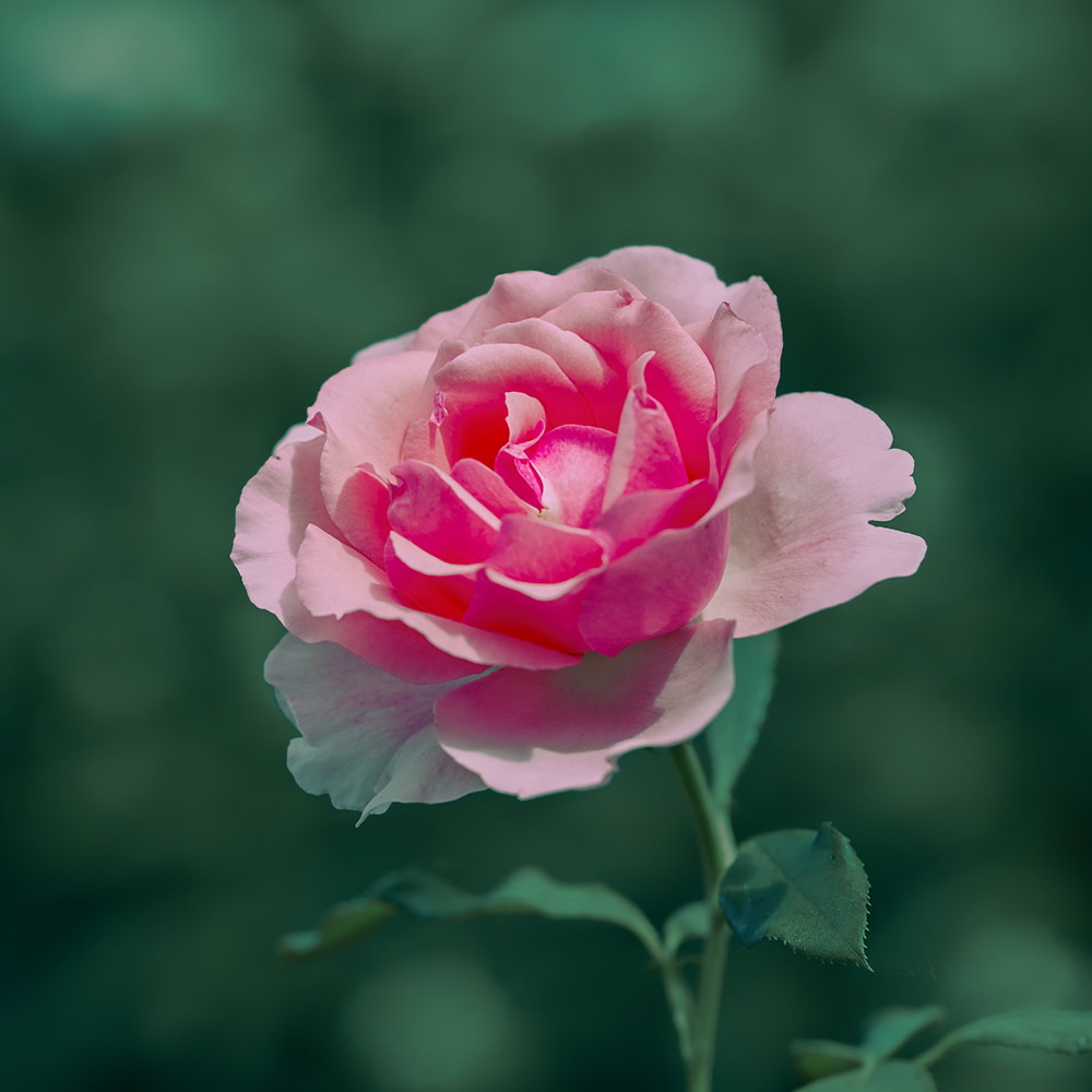 Blumen_-_Pflanzen-16.jpg