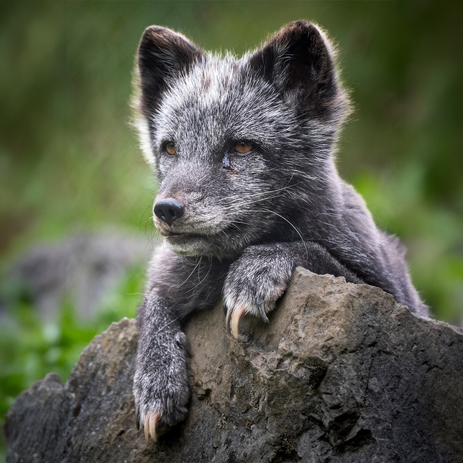 Tierfotografie | Tageskurs