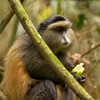 Fotoreise Uganda | zu Besuch bei den Berggorillas - AUSGEBUCHT!