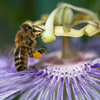 Biene_Passionblüte_5.jpg
