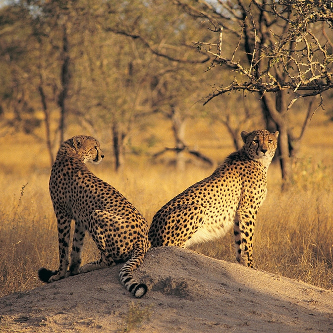 Fotoreise in die Serengeti | Die Big 5 in atemberaubender Natur