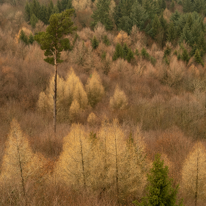 Wald_Frienisberg-23.jpg