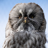 Arth_Goldau_Tierpark_2_Kopie_2.jpg